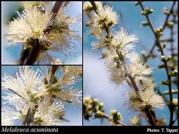 Image result for Melhania acuminata