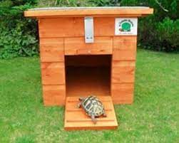 Why A Tortoise Is A Perfect Pet They Don T Need Walking Children Adore Them And They Ll Be With You For Generations But Before You Shell Out Read These Tortoise Tips Daily