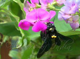 Image result for Lablab purpureus