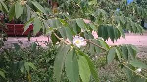 The ideal number of bearing branches will depend heavily on the type of fruit tree you have, such as with peaches. Help Id This South Indian Fruit Bearing Tree Biology Stack Exchange