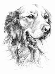 Golden Retriever Pet Portrait Original Pencil By Petartportraits 25 00 Dog Sketch Pet Portraits Animal Drawings