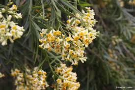 Image result for Freylinia