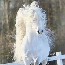 Beautiful White Horse Wonder If Its Name Is Cotton Top Pretty Horses Horses Horse Love