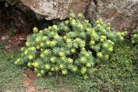 Image result for Euphorbia jubata