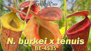 Image result for Hermannia burkei