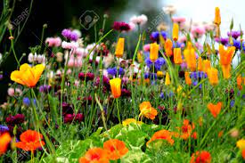 They are versatile and can be grown in gardens, along rock walls, or in containers. White Purple Orange And Blue Flowers On Cornflower Meadow Stock Photo Picture And Royalty Free Image Image 100264998