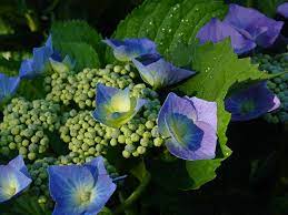 In order to prune back your mophead hydrangeas the right way, you should only prune the older stems or the dead flowers in the middle of summer, ideally before the month of august. How To Prune Mop Head Hydrangeas Surfing Hydrangea Nursery Inc