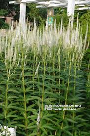 Veronicastrum virginicum 'diana' perennials suitable for the rock garden normal, well drained but cool as preferable exposure sun color white it belongs to the family of plantaginaceae the flowering period. Veronicastrum Virginicum Diana Wicoplanten