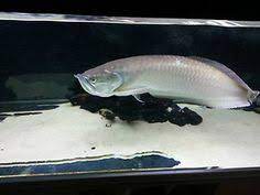 10 Aquarium Fish Ideas Aquarium Fish Fish Freshwater Aquarium Fish