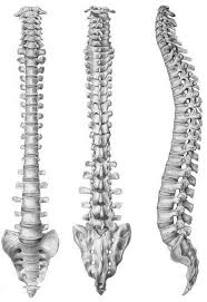 Jan 20, 2018 · the pinky finger is the fifth digit of the hand and is the least often utilized of the five fingers. 2 Anterior Posterior And Lateral Views Of The Spine Download Scientific Diagram