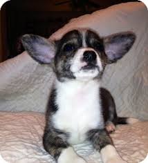 Chihuahuas are tiny dogs with big personalities who establish loyal and protective relationships with their owners. Waterbury Ct Chihuahua Meet Roxie A Pet For Adoption
