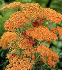 Achillea Millefolium Terracotta Plants Orange Plant Achillea