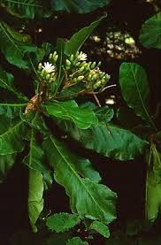 Image result for Anthocleista