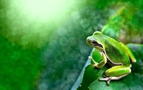 Explore Small Frog In A Sea Of Tiny Lights Small Frog Frog Pictures Frog