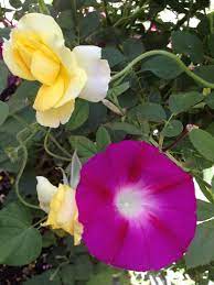 Yellow Rose With Morning Glory Yellow Roses Flowers Rose