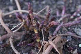 It turns out that hop shoots are the most expensive vegetable in. Sauteed Hop Shoots Enjoying Your Hops In The Spring The Beer Spy