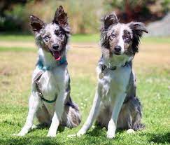 Pin Pa Border Collie