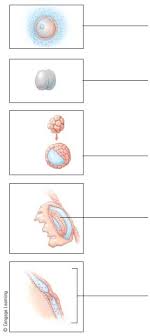 #a labeled long bone #long bone labeled diagram #long bone. Label The Early Development Stages Shown In The Following Diagram Bartleby