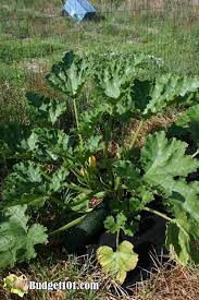 But it turns out i may have been a little too lazy growing this crop in past years and that zucchini plants can benefit from pruning and staking. How To Start A Mound Garden Adventures In Mound Gardening