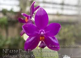 Image result for Indigofera pulchra