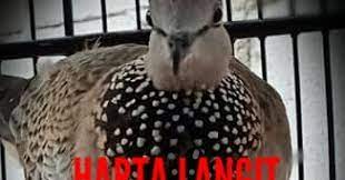 Tekukur 10 mitos burung tekukur yang melegenda. Mitos Tuah Ghaib Burung Derkuku Kalung Tepung Harta Langit