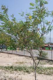 Image result for Erythrostemon