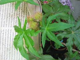 Pin On Dangerous Plants