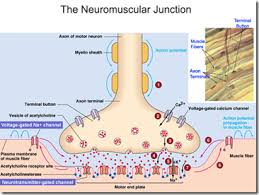 Image result for Succinylcholine