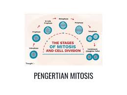 Dalam tahapan ini, sitokinesis menjadi salah satu fase terpenting yang merupakan siklus sel dalam. Pengertian Mitosis Proses Contoh Ciri Dan Tahap Tahapannya Gramedia Literasi