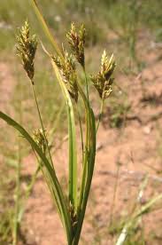 Image result for Cyperus fischerianus