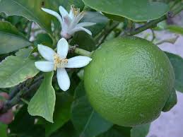 Image result for Citrus × aurantiifolia