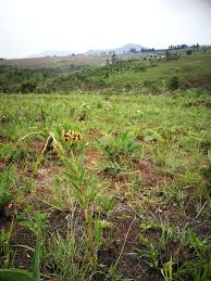 Image result for Pachycarpus lineolatus