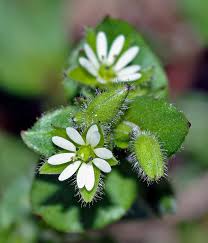 Image result for Stellaria
