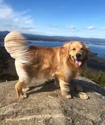 Find Out More Relevant Information On Golden Retrievers Look Into Our Site Dogs Golden Retriever Dogs Golden Retriever