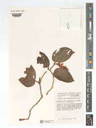 Image result for Begonia poculifera