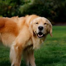 It's a medium to large dog at about 20 to 24 inches tall, weighing between 55 to 75 pounds. Golden Retriever Lab Mix Reviewed