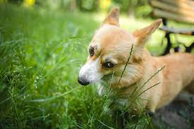 Why Does My Dog Eat Grass American Kennel Club