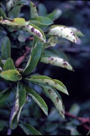 Image result for Pycnosphaera buchananii