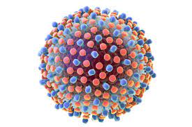 Hepatitis c virus (hcv) is a major cause of liver diseases including liver cirrhosis and hepatocellular carcinoma. Hepatitis C Virus Africa Cdc