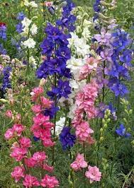 Rocket Larkspur Delphinium Consolida Delphinium Larkspur Is An Annual Flower Grown From Wild Flower Seed It Normally Grows Bloemen Kweken Tuin Tuin Ideeen