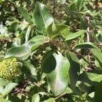 Image result for Nuxia congesta