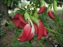 Find pictures of over 1,000 flowers with names on my pinterest board. Agastya Sesbania Grandiflora Uses Benefits And Dosage