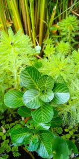Image result for Ludwigia adscendens