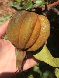 Image result for Rothmannia whitfieldii