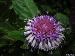 Image result for Pycreus fluminalis