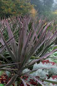 Image result for Yucca