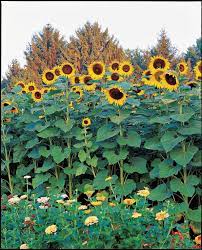 Sunflower American Giant Growing Sunflowers Sunflower Garden Planting Sunflowers