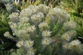 Image result for Phylica