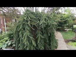 Weeping norway spruce full grown. How To Trim A Weeping Norway Spruce Youtube