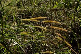 Image result for Cenchrus purpureus